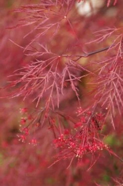 Red Filigree Lace Weeping Japanese Maple - 3 Gallon Pot -Azaleas Store acer palmatum red filigree japanese maple 4