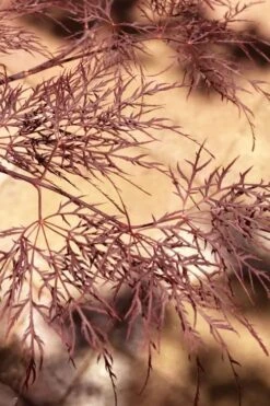 Red Filigree Lace Weeping Japanese Maple - 3 Gallon Pot -Azaleas Store acer palmatum red filigree japanese maple 5