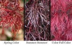 Red Filigree Lace Weeping Japanese Maple - 3 Gallon Pot -Azaleas Store acer palmatum red filigree japanese maple 7
