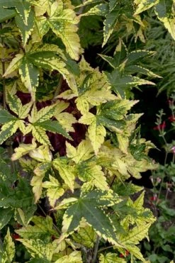 Sagara Nishiki Japanese Maple - 2 Gallon Pot 13 Sagara Nishiki Japanese Maple - 2 Gallon Pot -Azaleas Store acer palmatum sagara nishiki japanese maple 7