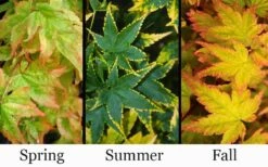 Sagara Nishiki Japanese Maple - 2 Gallon Pot 11 Sagara Nishiki Japanese Maple - 2 Gallon Pot -Azaleas Store acer palmatum sagara nishiki japanese maple 8