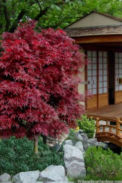 Shaina Dwarf Red Japanese Maple - 5 Gallon Pot -Azaleas Store acer palmatum shaina japanese maple 11 1