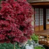 Shaina Dwarf Red Japanese Maple (Single Trunk / Standard) - 3 Gallon Pot -Azaleas Store acer palmatum shaina japanese maple 11