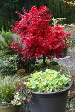 Shaina Dwarf Red Japanese Maple - 5 Gallon Pot -Azaleas Store acer palmatum shaina japanese maple 12 1