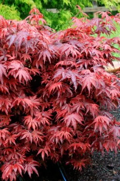 Shaina Dwarf Red Japanese Maple (Single Trunk / Standard) - 3 Gallon Pot -Azaleas Store acer palmatum shaina japanese maple 7