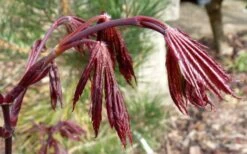 Trompenburg Japanese Maple - 5 Gallon Pot -Azaleas Store acer palmatum shirasawanum trompenburg japanese maple 1
