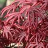 Trompenburg Japanese Maple - 5 Gallon Pot 2 Trompenburg Japanese Maple - 5 Gallon Pot -Azaleas Store acer palmatum shirasawanum trompenburg japanese maple 11