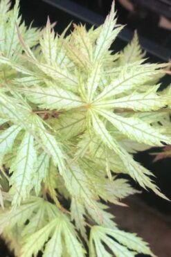 Sister Ghost Japanese Maple - 3 Gallon Pot (4-5') -Azaleas Store acer palmatum sister ghost japanese maple 12 1