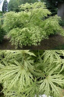 Sister Ghost Japanese Maple - 3 Gallon Pot (4-5') -Azaleas Store acer palmatum sister ghost japanese maple 5 1