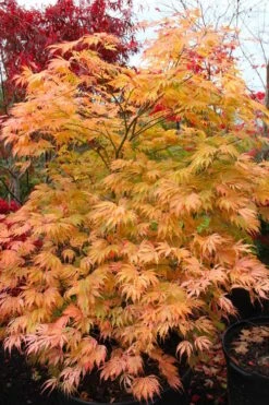 Sister Ghost Japanese Maple - 3 Gallon Pot (4-5') -Azaleas Store acer palmatum sister ghost japanese maple 9 1