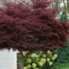 Tamukeyama Dwarf Red Japanese Maple - 5 Gallon Pot (High Grafted Tree Form) -Azaleas Store acer palmatum tamukeyama japanese maple high graft 3 2
