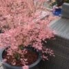 Taylor Pink Japanese Maple - 3 Gallon Pot 2 Taylor Pink Japanese Maple - 3 Gallon Pot -Azaleas Store acer palmatum taylors pink japanese maple 5