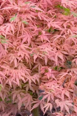 Taylor Pink Japanese Maple - 3 Gallon Pot -Azaleas Store acer palmatum taylors pink japanese maple 7