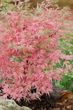 Taylor Pink Japanese Maple - 3 Gallon Pot -Azaleas Store acer palmatum taylors pink japanese maple 8