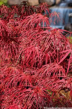 Villa Taranto Japanese Maple - 5 Gallon Pot -Azaleas Store acer palmatum villa taranto japanese maple 4