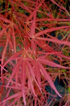 Villa Taranto Japanese Maple - 5 Gallon Pot -Azaleas Store acer palmatum villa taranto japanese maple 6