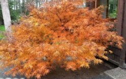 Villa Taranto Japanese Maple - 5 Gallon Pot -Azaleas Store acer palmatum villa taranto japanese maple 7
