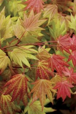Moonrise Full Moon Japanese Maple - 5 Gallon Pot -Azaleas Store acer shirasawanum moonrise full moon janese maple 2