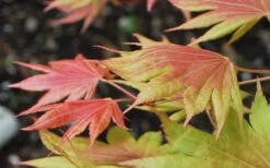 Moonrise Full Moon Japanese Maple - 5 Gallon Pot -Azaleas Store acer shirasawanum moonrise full moon janese maple 3