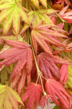 Moonrise Full Moon Japanese Maple - 5 Gallon Pot -Azaleas Store acer shirasawanum moonrise janese maple 1