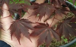 Yasemin Full Moon Japanese Maple - 5 Gallon Pot -Azaleas Store acer shirasawanum yaesmin full moon japanese maple 1