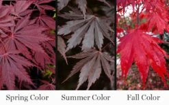 Yasemin Full Moon Japanese Maple - 5 Gallon Pot -Azaleas Store acer shirasawanum yasemin full moon japanese maple 10