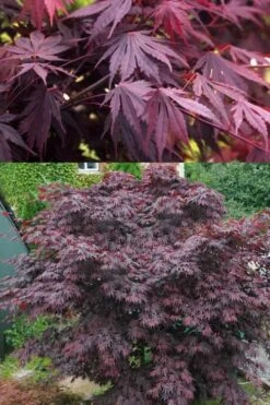 Yasemin Full Moon Japanese Maple - 5 Gallon Pot -Azaleas Store acer shirasawanum yasemin full moon japanese maple 5