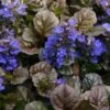 Bronze Beauty Ajuga - Bugleweed - 1 Gallon Pot -Azaleas Store ajuga bronze beauty 28 1