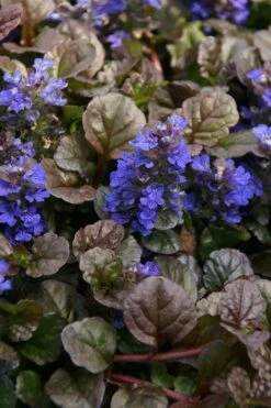 Bronze Beauty Ajuga (Bugleweed) - 10 Pack Of 4" Pint Pots