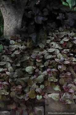 Bronze Beauty Ajuga (Bugleweed) - 5 Pack Of 4" Pint Pots -Azaleas Store ajuga bronze beauty 30