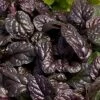 Fierce Falcon Ajuga (Bugleweed) - 5 Pack Of Quart Pots -Azaleas Store ajuga fierce falcon 2
