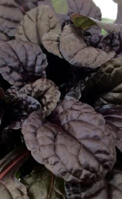 Fierce Falcon Ajuga (Bugleweed) - 5 Pack Of Quart Pots -Azaleas Store ajuga fierce falcon 3