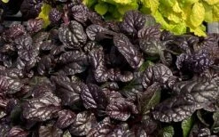 Fierce Falcon Ajuga (Bugleweed) - 5 Pack Of Quart Pots -Azaleas Store ajuga fierce falcon 4