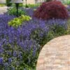 Bronze Beauty Ajuga - Bugleweed - 18 Count Flats Of Pint Pots -Azaleas Store ajuga reptans bronze beauty bugleweed 102