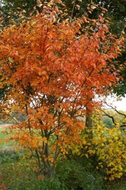 Shadblow Serviceberry Tree (Amelanchier Canadensis) - 1 Gallon Pot 15 Shadblow Serviceberry Tree (Amelanchier Canadensis) - 1 Gallon Pot -Azaleas Store amelanchier arborea shadblow serviceberry fall foliage 1