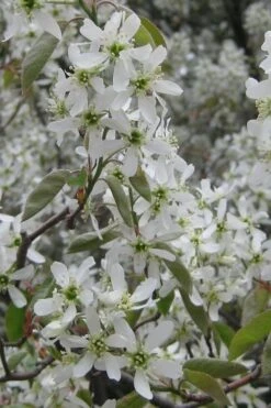 Shadblow Serviceberry Tree (Amelanchier Canadensis) - 1 Gallon Pot 16 Shadblow Serviceberry Tree (Amelanchier Canadensis) - 1 Gallon Pot -Azaleas Store amelanchier arborea shadblow serviceberry flowers 4 1