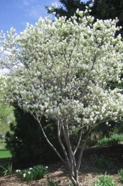 Shadblow Serviceberry Tree (Amelanchier Canadensis) - 1 Gallon Pot 14 Shadblow Serviceberry Tree (Amelanchier Canadensis) - 1 Gallon Pot -Azaleas Store amelanchier arborea shadblow serviceberry tree 2 1