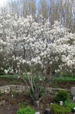 Shadblow Serviceberry Tree (Amelanchier Canadensis) - 1 Gallon Pot 19 Shadblow Serviceberry Tree (Amelanchier Canadensis) - 1 Gallon Pot -Azaleas Store amelanchier arborea shadblow serviceberry tree 3 1