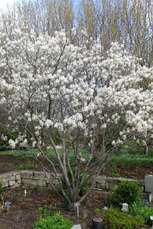 Shadblow Serviceberry Tree (Amelanchier Canadensis) - 1 Gallon Pot 11 Shadblow Serviceberry Tree (Amelanchier Canadensis) - 1 Gallon Pot - Image 9