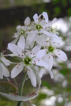 Autumn Brilliance Serviceberry Tree - 1 Gallon Pot -Azaleas Store amelanchier grandiflora autumn brilliance serviceberry 1