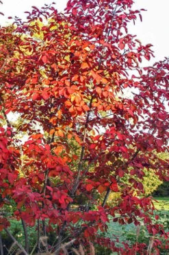 Autumn Brilliance Serviceberry Tree - 1 Gallon Pot -Azaleas Store amelanchier grandiflora autumn brilliance serviceberry 3