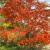 Autumn Brilliance Serviceberry Tree - 1 Gallon Pot -Azaleas Store amelanchier grandiflora autumn brilliance serviceberry 4