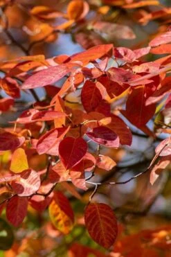 Autumn Brilliance Serviceberry Tree - 1 Gallon Pot -Azaleas Store amelanchier grandiflora autumn brilliance serviceberry 9