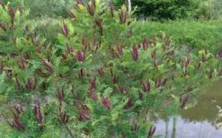 Indigo Bush (Amorpha Fruticosa) - 3 Gallon Pot -Azaleas Store amorpha fruticosa indigo bush 15