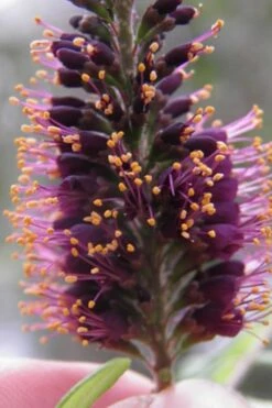 Indigo Bush (Amorpha Fruticosa) - 3 Gallon Pot -Azaleas Store amorpha fruticosa indigo bush 2