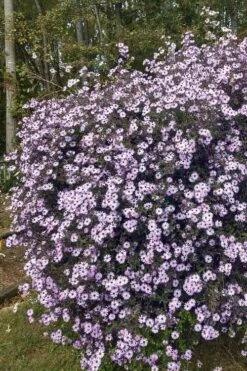 Climbing Aster (Ampelaster Carolianianus) - 1 Gallon Pot -Azaleas Store ampelaster carolinianus climbiing aster 1