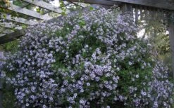 Climbing Aster (Ampelaster Carolianianus) - 1 Gallon Pot -Azaleas Store ampelaster carolinianus climbiing aster 5