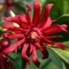 Florida Anise - Illicium Floridanum - 6 Pack Of 1 Gallon Pots -Azaleas Store anise florida 10 1