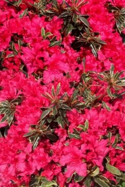 Arctic Rose Azalea - 3 Gallon Pot -Azaleas Store azalea arctic rose 3