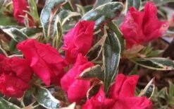 Arctic Rose Azalea - 3 Gallon Pot -Azaleas Store azalea arctic rose 4